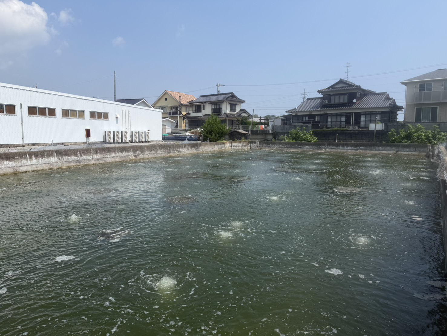 神田商店 第1号池 — 岩国 通津の車海老養殖場