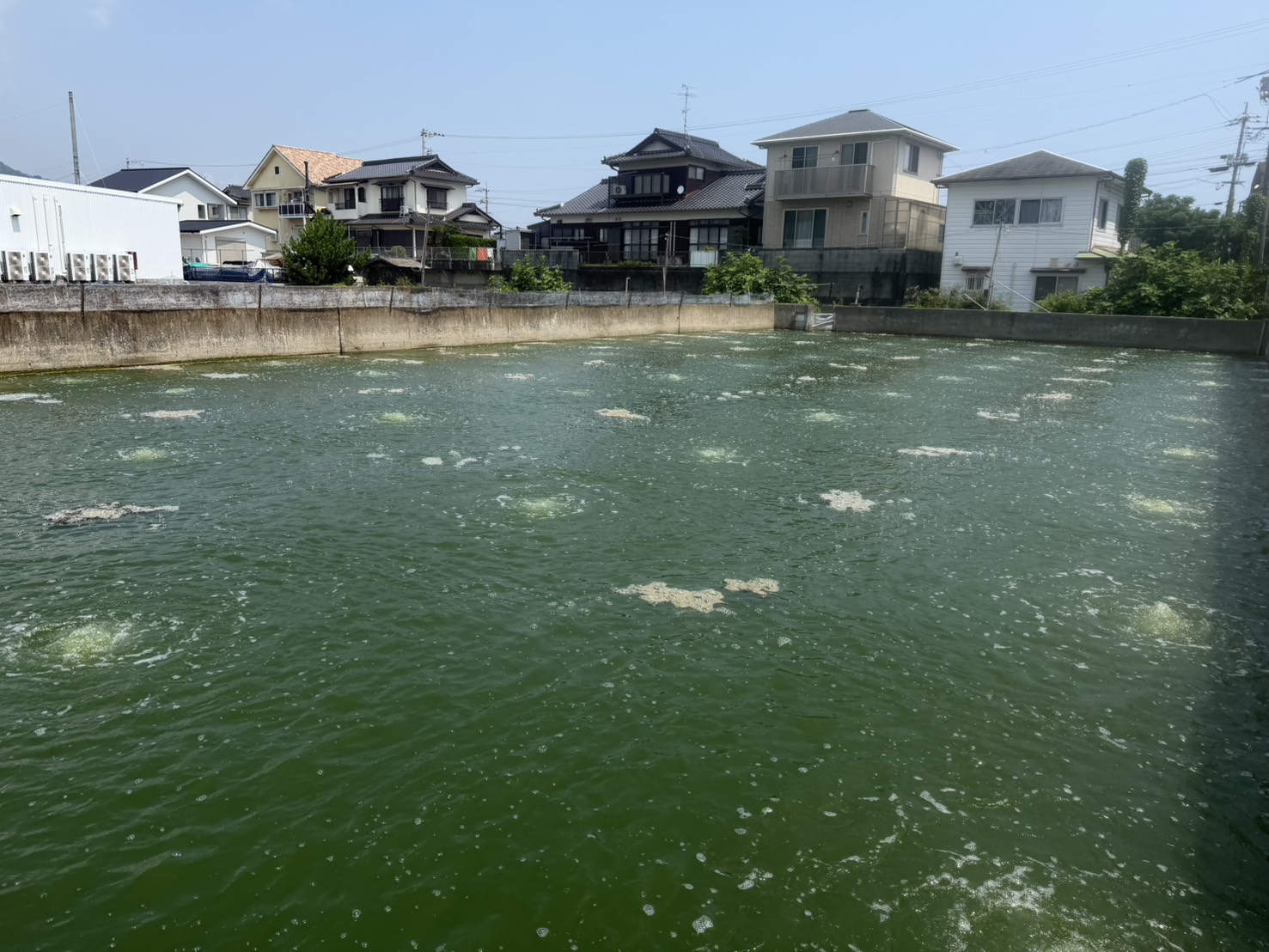 神田商店 第2号池 — 岩国 通津の車海老養殖場