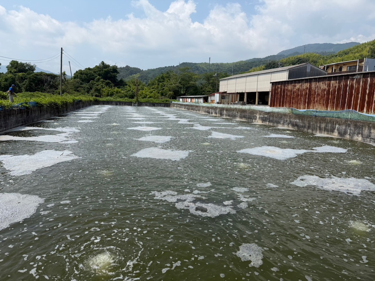 神田商店 新池 — 岩国 通津の車海老養殖場